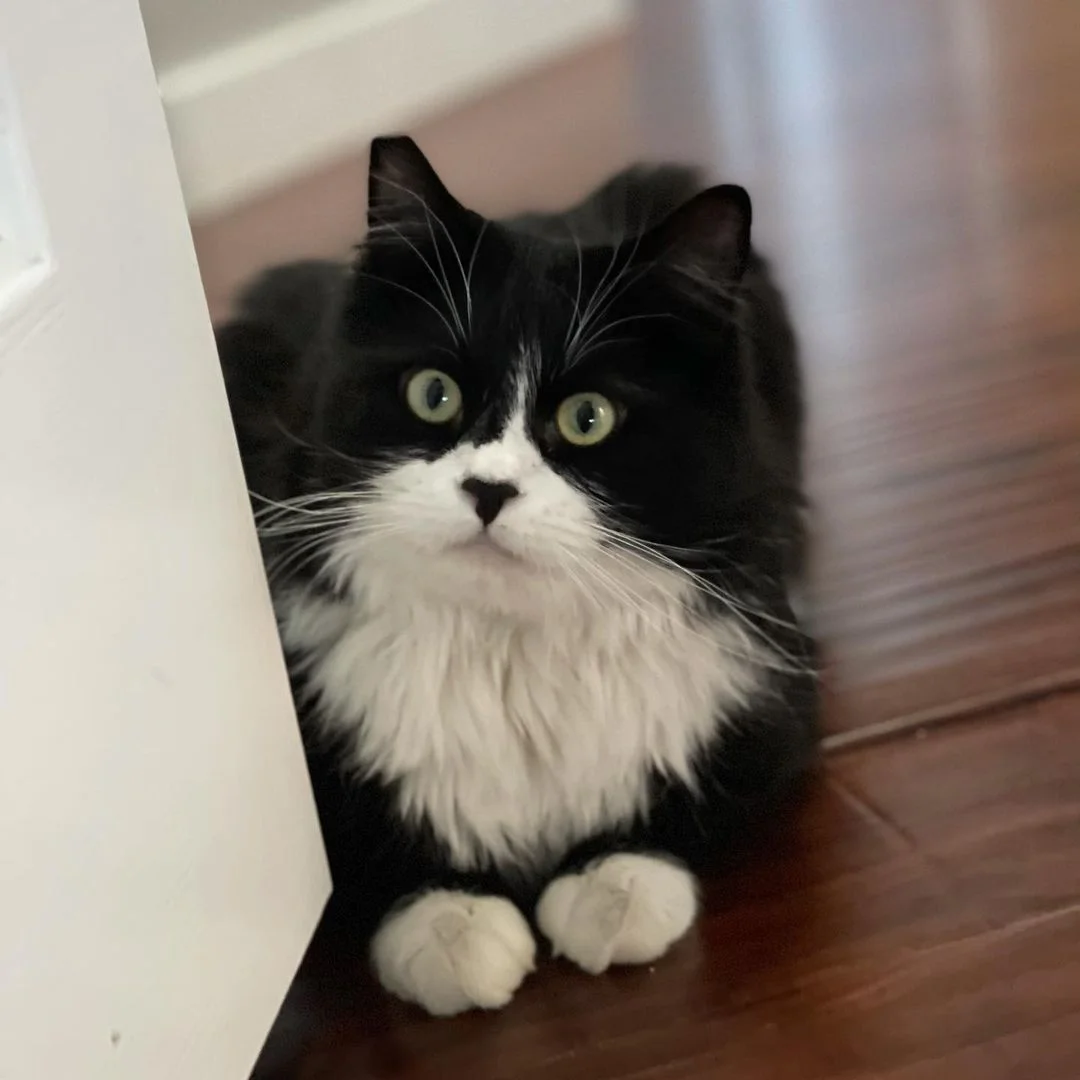 Esponjoso gatito negro