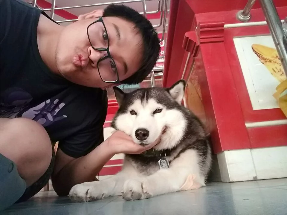 Adorable husky duerme durante un "robo" a una joyería tailandesa 6 Familia de Lucky