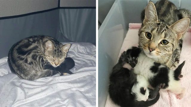 Gata que se recuperó junto a su gatito, adopta a dos más y los ayuda a prosperar