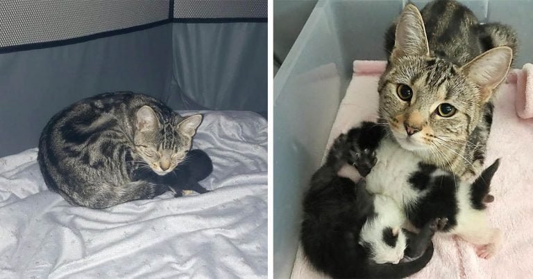 Gata que se recuperó junto a su gatito, adopta a dos más y los ayuda a prosperar