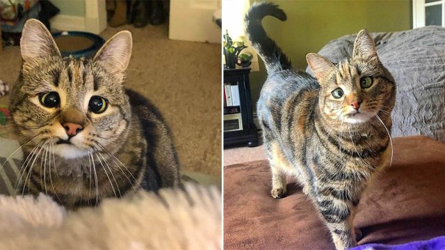 Gatita con estrabismo encontrada desnutrida