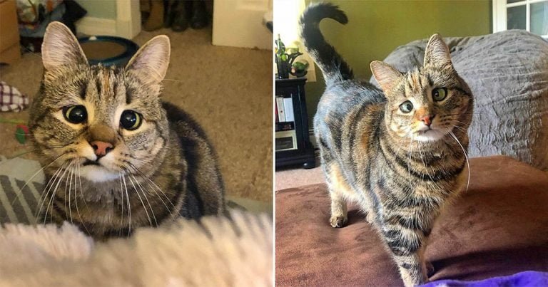 Gatita con estrabismo encontrada desnutrida