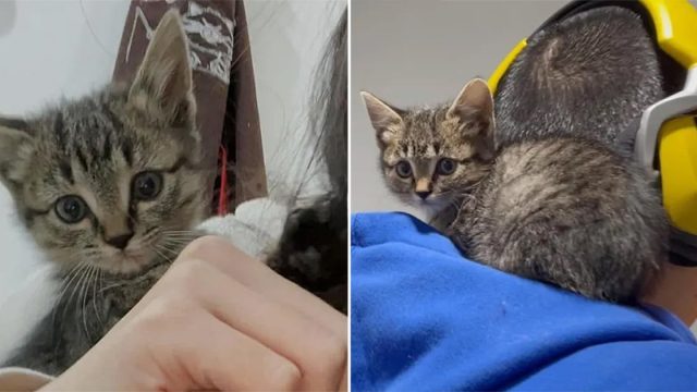 Gatita muy tímida encuentra el amor