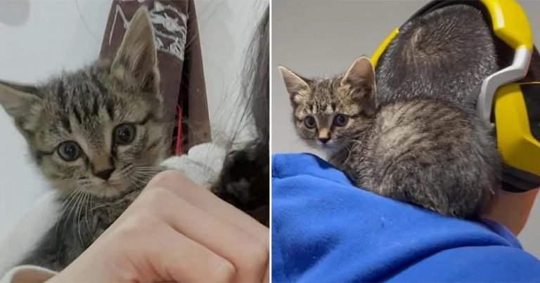Gatita muy tímida encuentra el amor