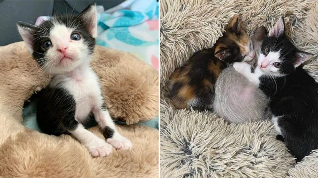 Gatito encontrado como polizón se convierte en cuidador