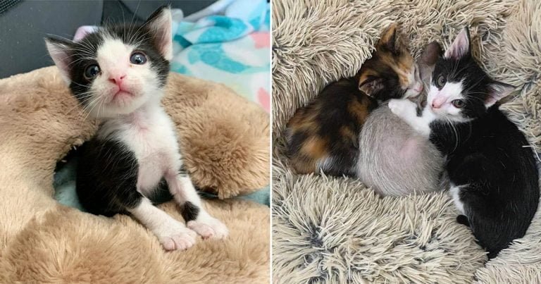 Gatito encontrado como polizón se convierte en cuidador