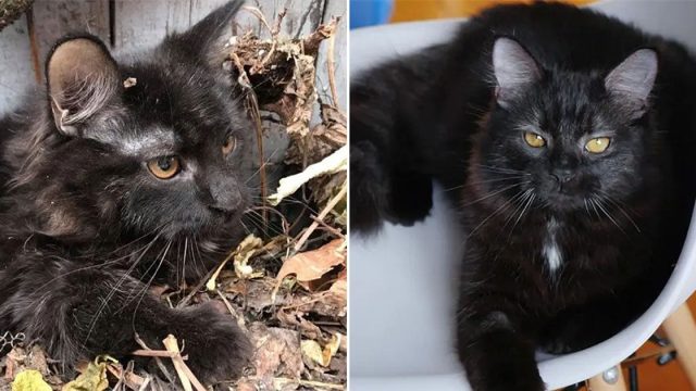Gatito encontrado escondido debajo de hojas