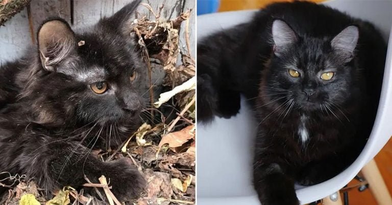 Gatito encontrado escondido debajo de hojas