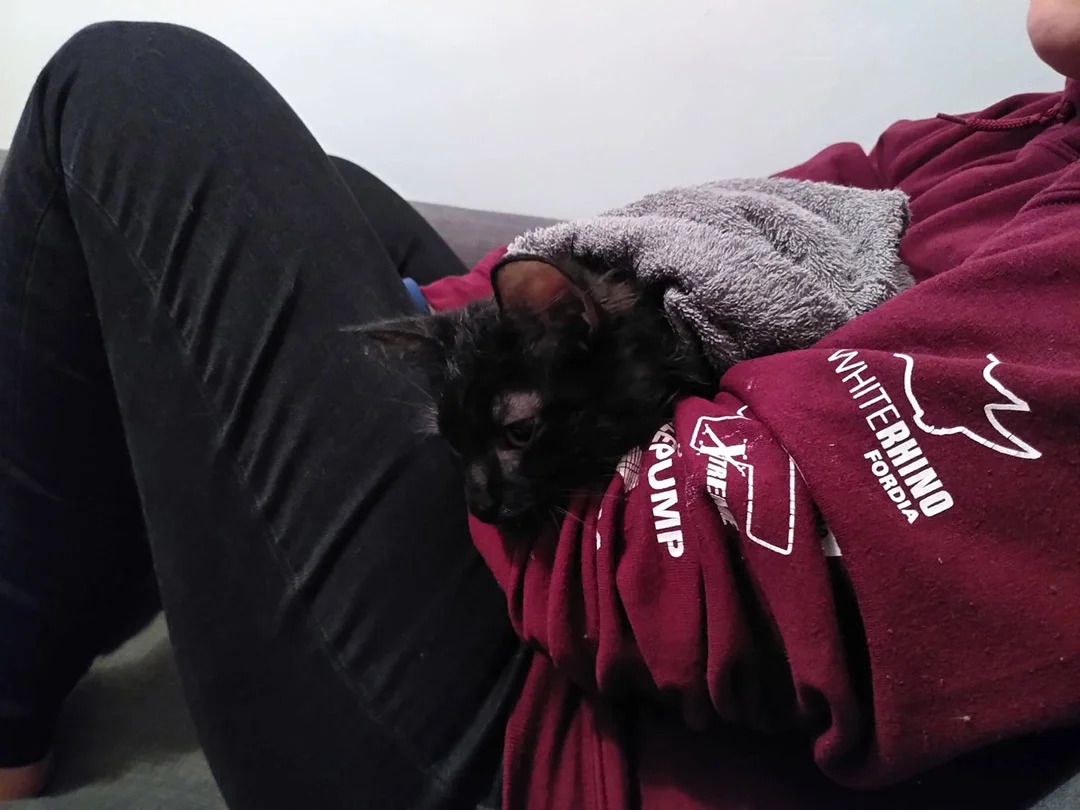 Gatito encontrado escondido mejora