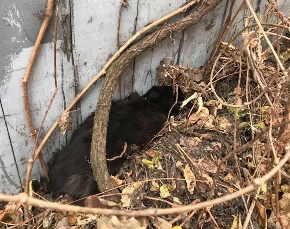 Gatito encontrado escondido