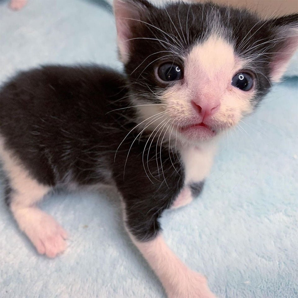 Gatito encontrado como polizón, resultó que cuidaba de otros gatitos necesitados 5 Gatito encontrado polizón