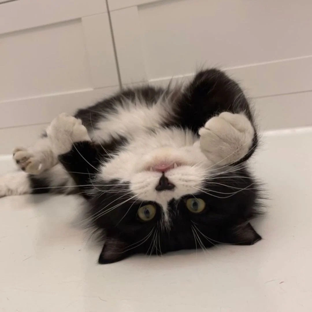 Gatito negro