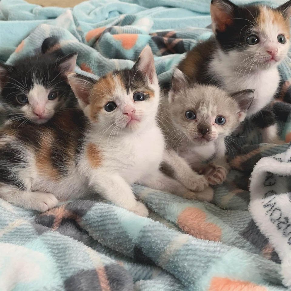 Gatito encontrado como polizón, resultó que cuidaba de otros gatitos necesitados 1 Gatitos encontrados