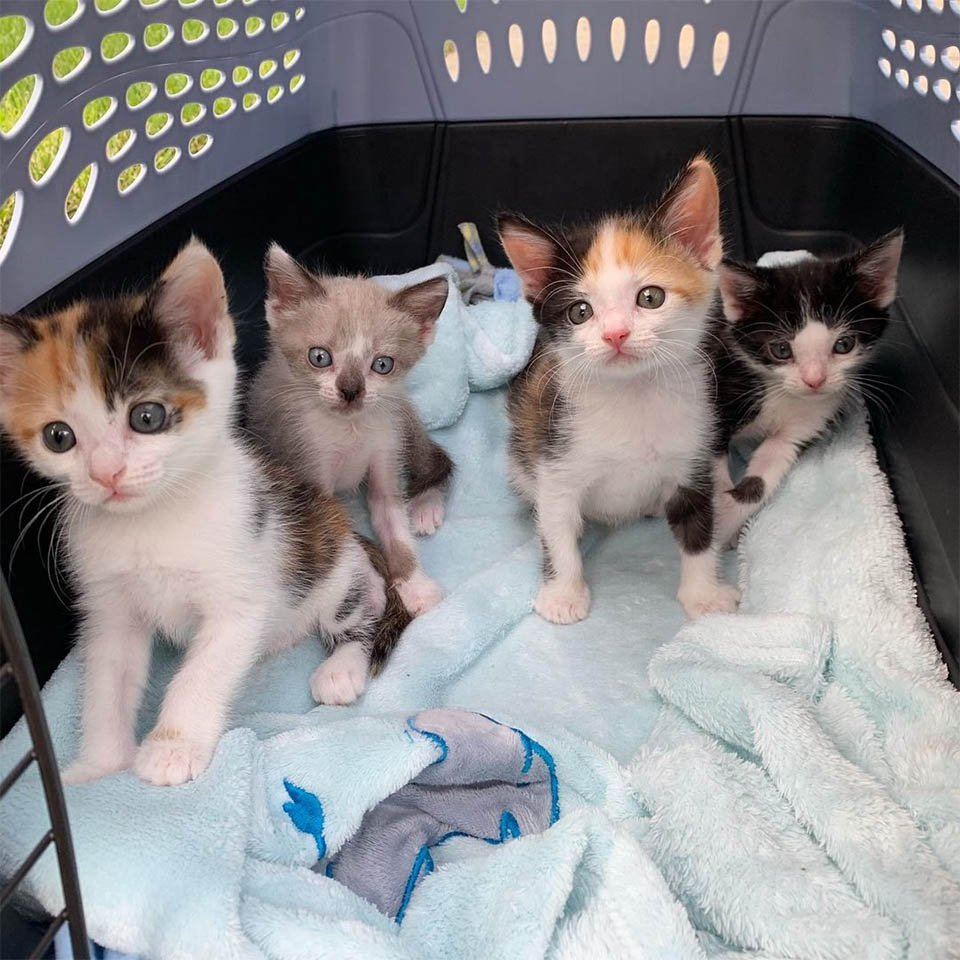 Gatito encontrado como polizón, resultó que cuidaba de otros gatitos necesitados 4 Gatitos prosperan