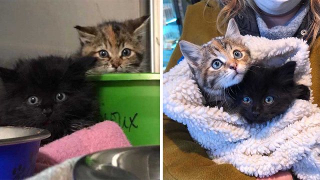 Gatitos rescatados justo a tiempo compartieron un vínculo muy especial desde el principio