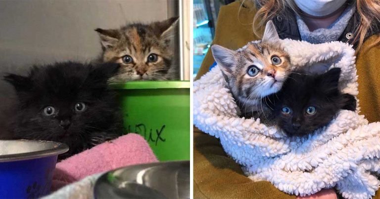 Gatitos rescatados justo a tiempo comparten un vínculo muy especial desde el principio