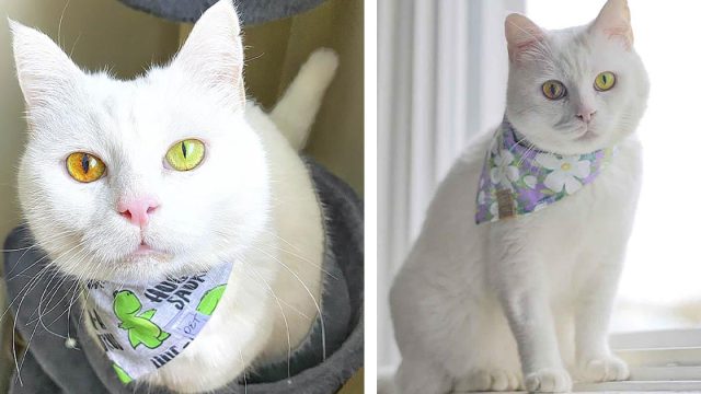 Gato con ojos fluorescentes le cambian de color dependiendo del clima