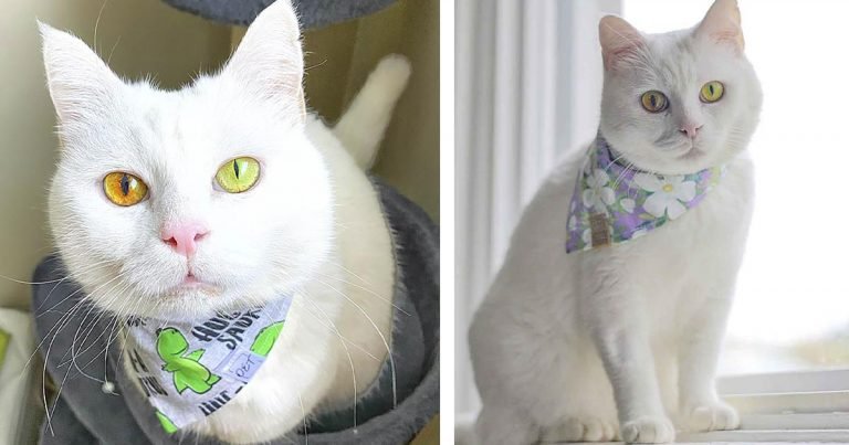 Gatita con ojos fluorescentes le cambian de color dependiendo del clima