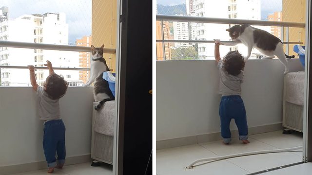 Gato héroe protege a su hermanito de la barandilla del balcón