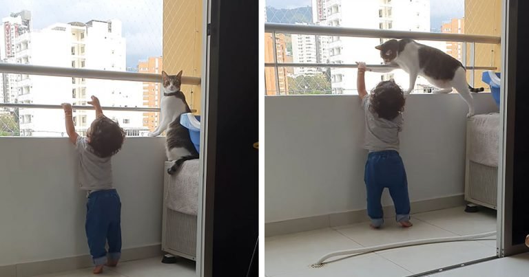 Gato héroe protege a su hermanito de la barandilla del balcón