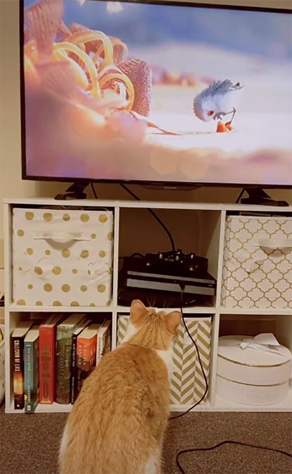 Gato mirando tv
