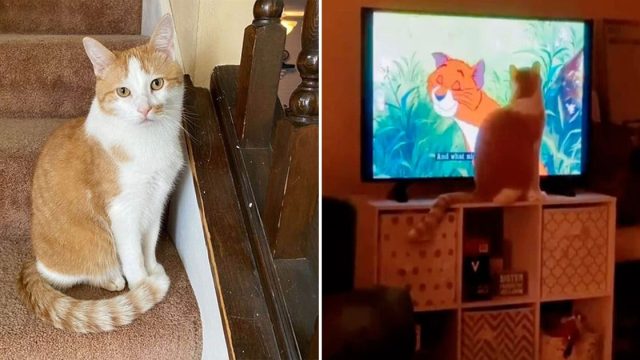 Gato no deja de maullar hasta que pongan su pelicula