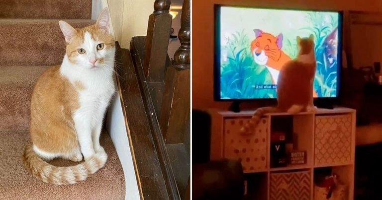 Gato no deja de maullar hasta que pongan su pelicula
