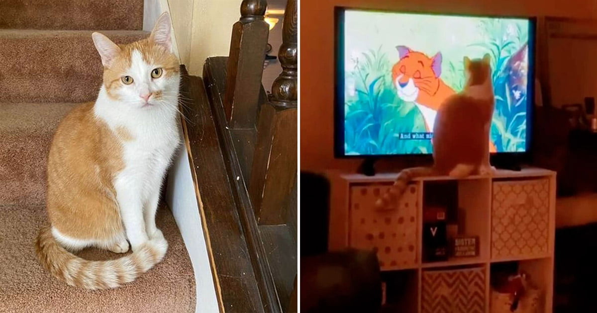 Gato no deja de maullar hasta que pongan su pelicula