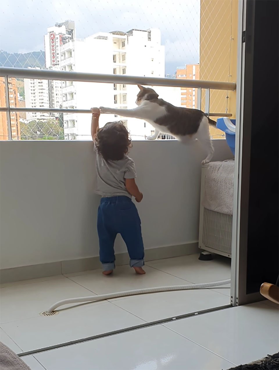 Gato protege a su hermanito