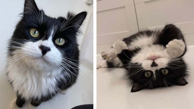 Gato sin hogar ve gatitos dentro de una casa y se pierde de amor por ellos