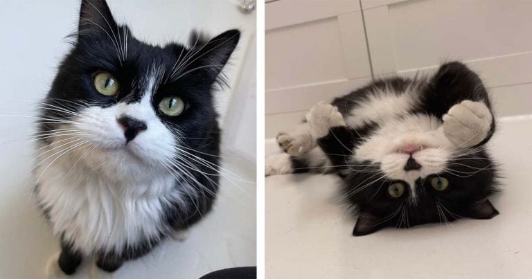 Gato sin hogar ve gatitos dentro de una casa y se pierde de amor por ellos