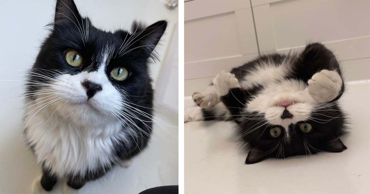 Gato sin hogar ve gatitos dentro de una casa y se pierde de amor por ellos