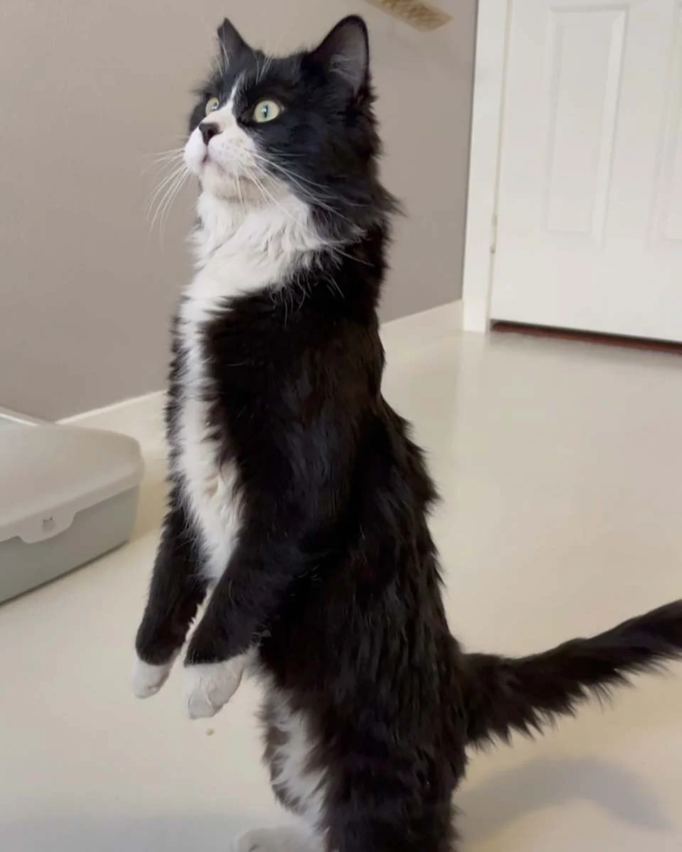 Gato sin hogar ve gatitos en una casa