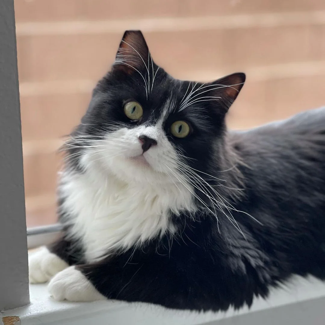 Hermoso gato esponjoso