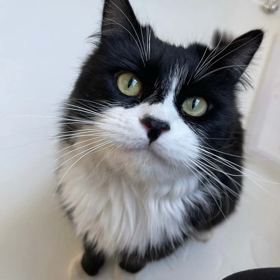 Hermoso gato negro y esponjoso