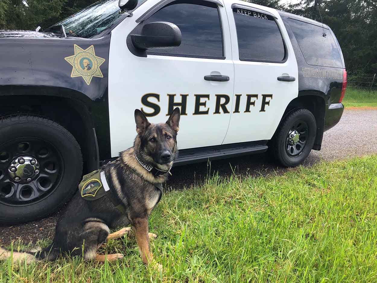 Oficial K9 herido recibe un saludo de héroe cuando sale del hospital 1 Hermoso perro policia