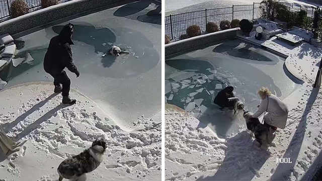 Hombre se apresura a salvar a su perro que cayó en piscina congelada