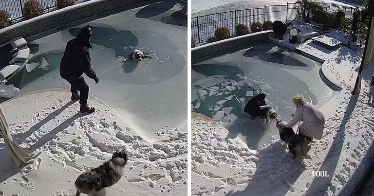 Hombre se apresura a salvar a su perro que se cayó en una piscina congelada