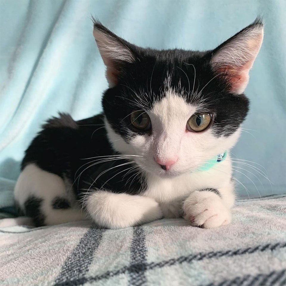 Gatito encontrado como polizón, resultó que cuidaba de otros gatitos necesitados 15 Kolbe joven y sano