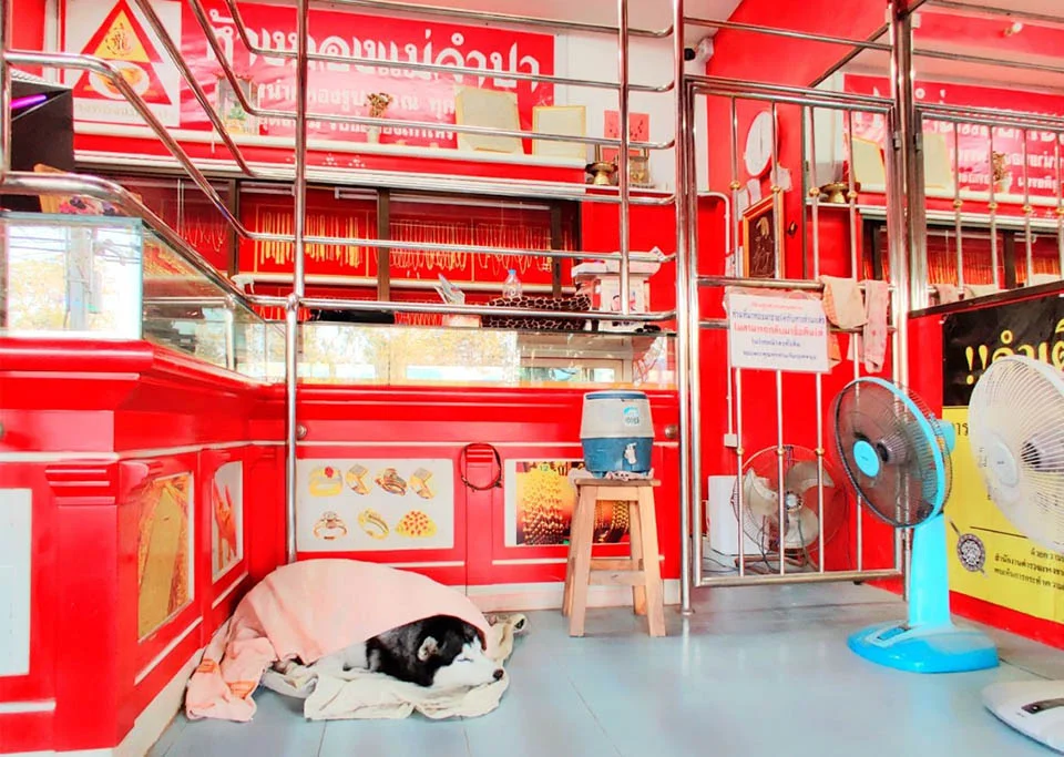 Adorable husky duerme durante un "robo" a una joyería tailandesa 1 Lucky durmiendo tienda
