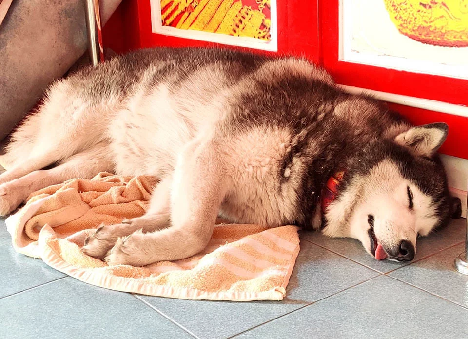 Adorable husky duerme durante un "robo" a una joyería tailandesa 7 Lucky tomando siesta