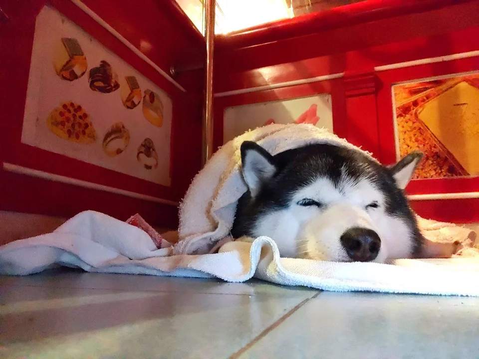 Adorable husky duerme durante un "robo" a una joyería tailandesa 8 Lucky vigilando