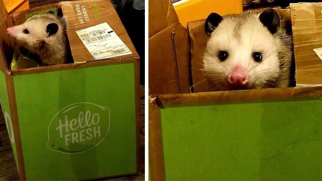 Mujer atrapa a un adorable ladrón ayudándose con su entrega de comestibles