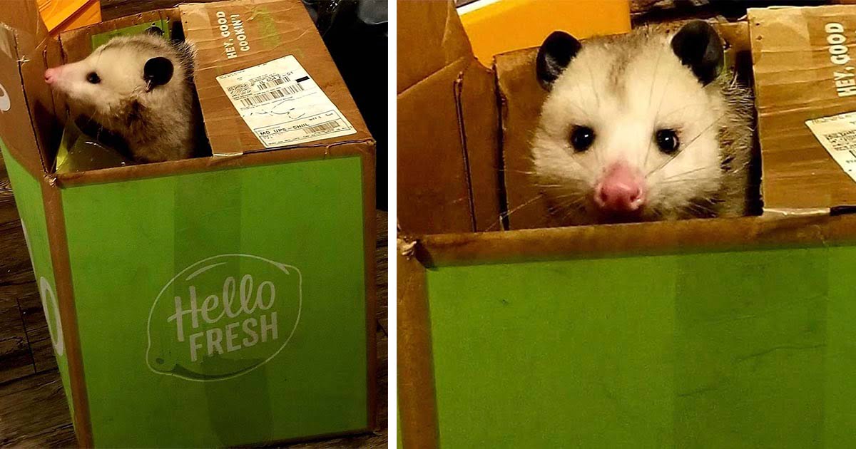 Mujer atrapa a un adorable ladrón ayudándose con su entrega de comestibles