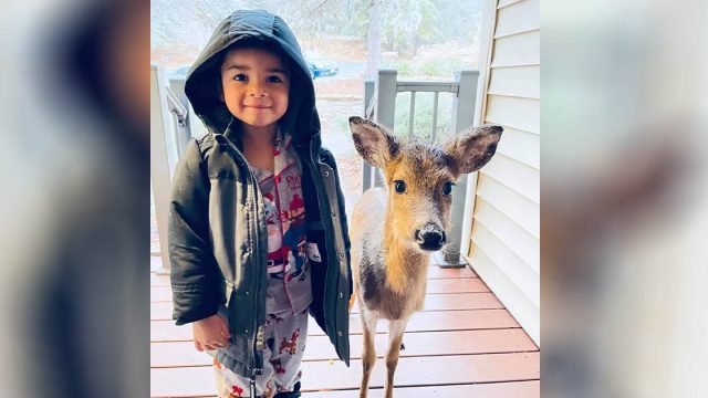 Niño de 4 años sale a caminar y regresa con un venado que encontró en el camino