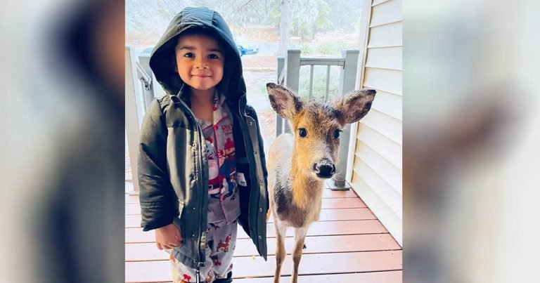 Niño de 4 años sale a caminar y regresa con un venado que encontró en el camino