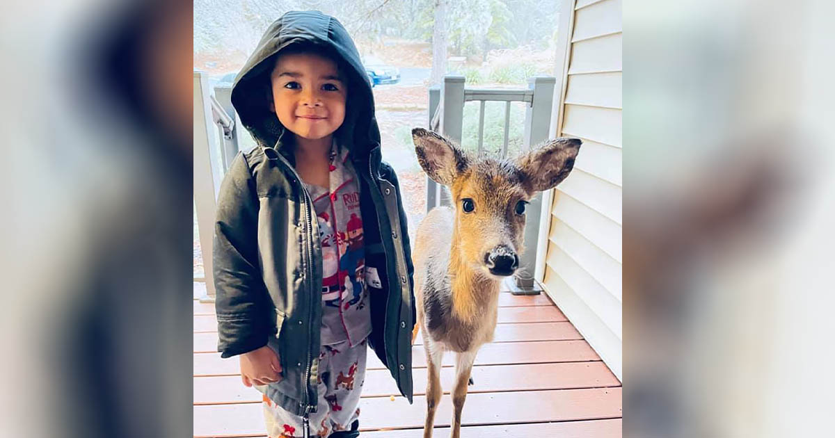 Niño de 4 años sale a caminar y regresa con un venado que encontró en el camino