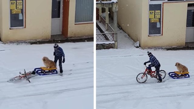 Niño saca a su perro para el paseo en trineo más adorable