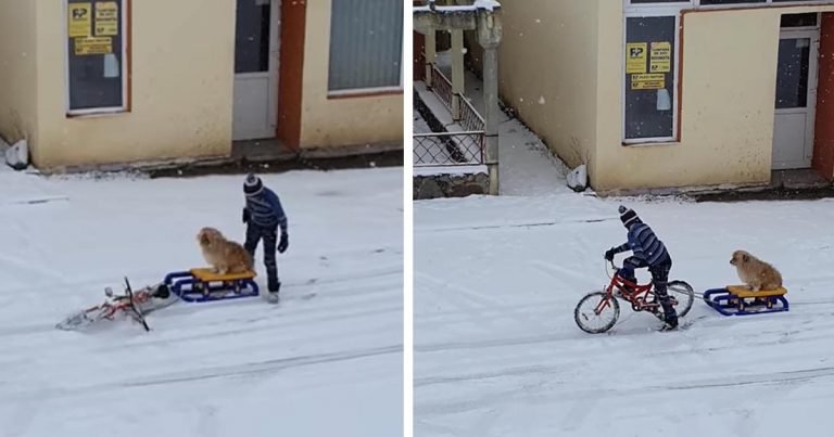 Niño saca a su perro para el paseo en trineo más adorable