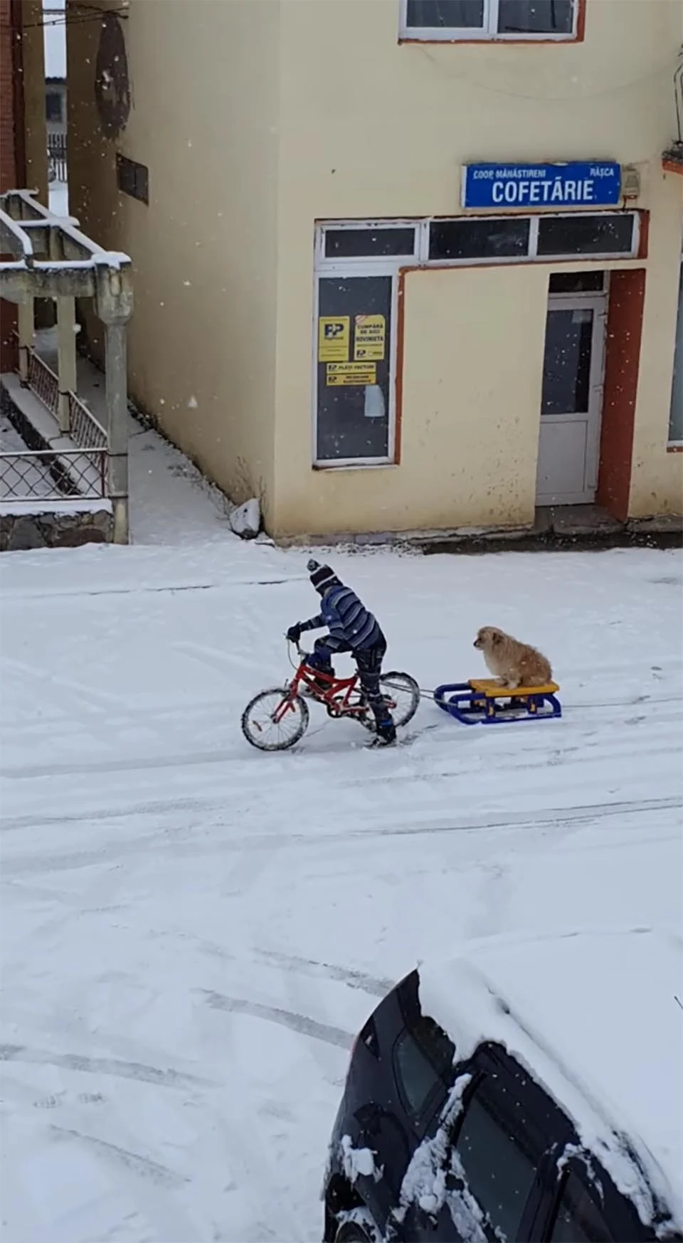 Niño saca a su perro para el paseo en trineo